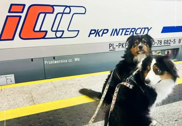 Dwa psy na peronie PKP Intercity, gotowe do podróży. Mają swój bilet dla psa PKP.