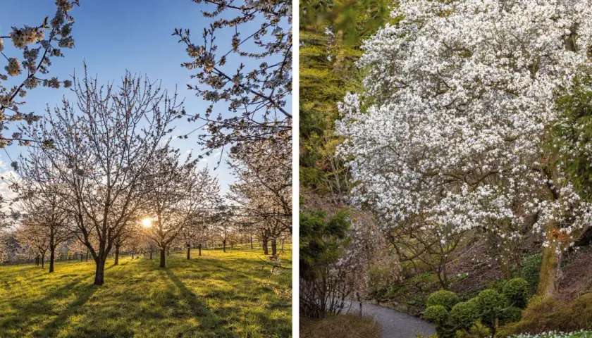 Arboretum Wojsławice kwitnie wiosną. Warto jechać, gdy kwitną magnolie i wiśnie, tworząc bajkowy krajobraz.
