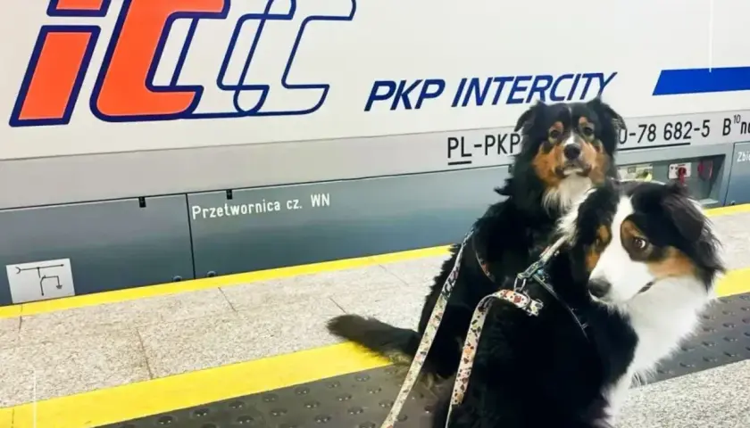 Dwa psy na peronie PKP Intercity, gotowe do podróży. Mają swój bilet dla psa PKP.